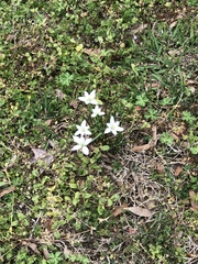 Ornithogalum umbellatum