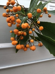 Pittosporaceae