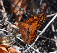Euptoieta hegesia watsoni
