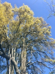 Ruprechtia laxiflora