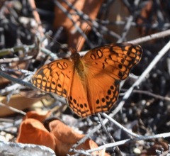 Euptoieta hegesia watsoni