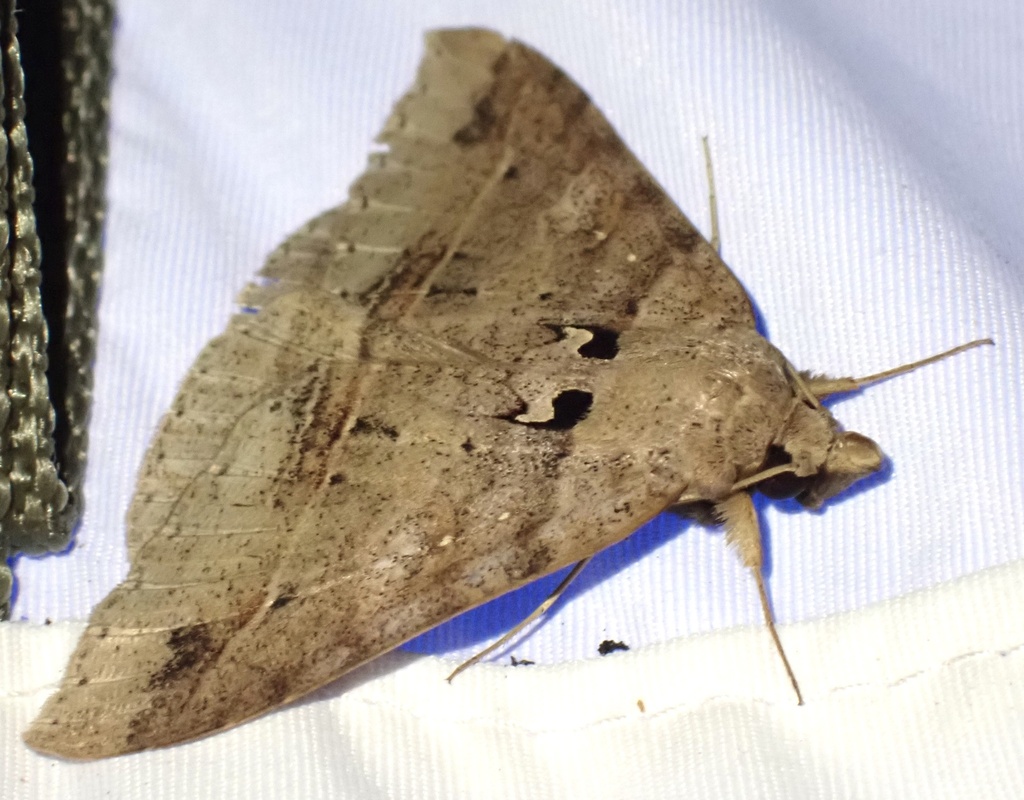 Polydesmiola hebraica