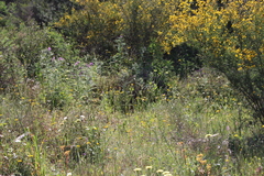 Libelloides coccajus