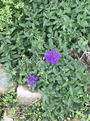 Glandularia canadensis
