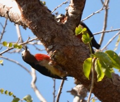 Melanerpes portoricensis