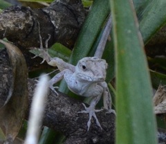 Anolis cooki