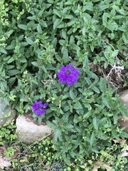 Glandularia canadensis