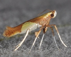 Caloptilia packardella