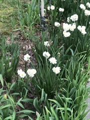Narcissus poeticus