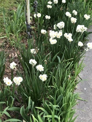 Narcissus poeticus