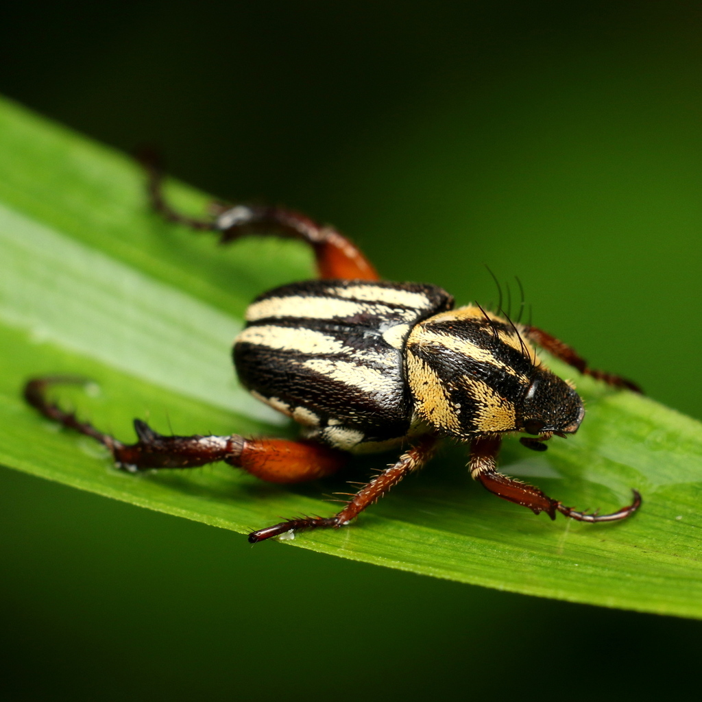 Monkey Bee Insect Monkey Beetles from Chelmsfordville, Gillitts, 3610, South Africa on ...