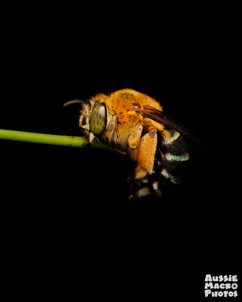 Amegilla cingulata
