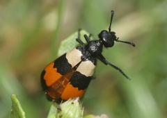 Hycleus ceylonicus