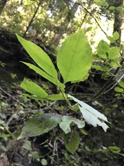 Euonymus occidentalis occidentalis