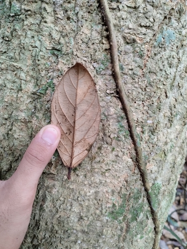 Xanthophyllum rufum observed 2023-11-28