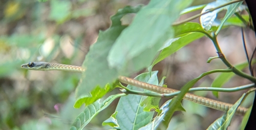 Large-eyed bronzeback