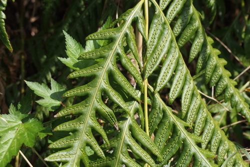 Woodwardia orientalis, photograph 1
