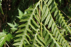 Woodwardia orientalis