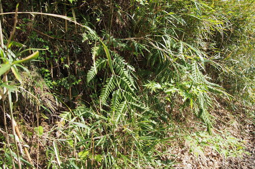 Woodwardia orientalis, photograph 2