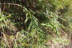 Woodwardia orientalis