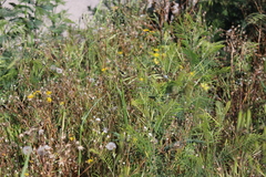 Libelloides coccajus