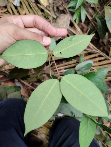 Enkleia malaccensis observed 2023-11-28