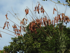 Parkia
