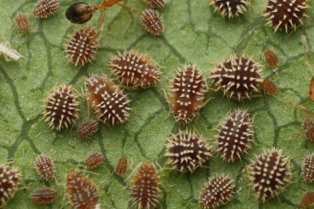 Lizeriinae