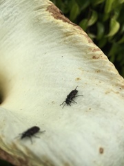 Astylus bourgeoisi