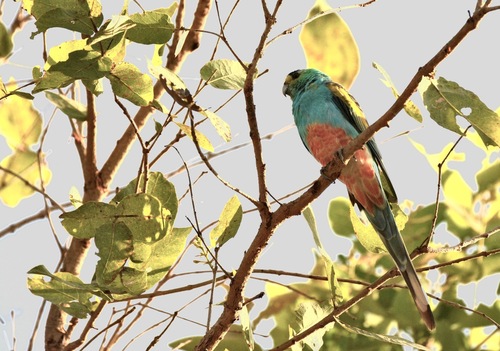 Golden-shouldered Parrot (Psephotellus chrysopterygius), photo 3