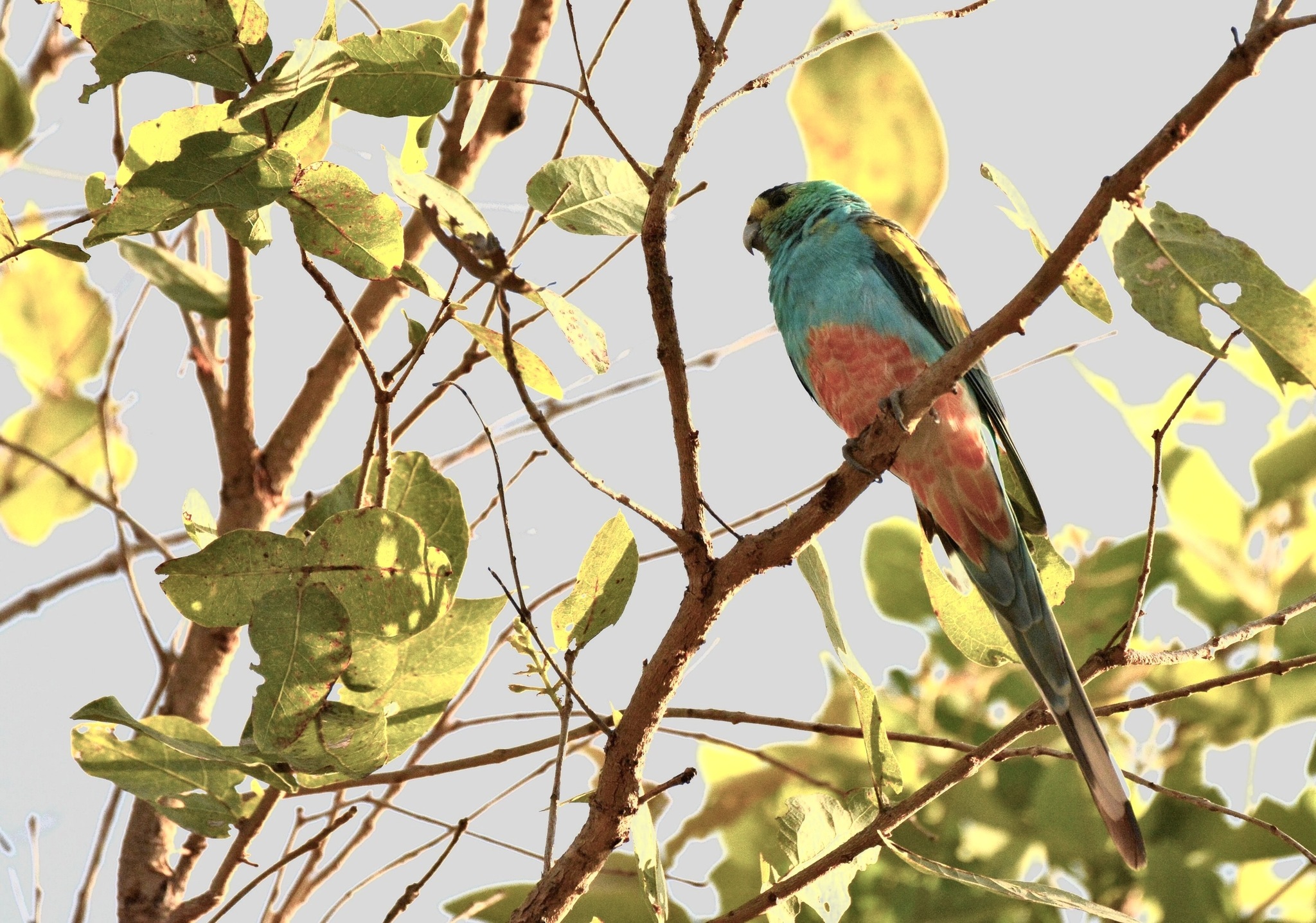 Golden-shouldered Parrot (Psephotellus chrysopterygius), photo 3