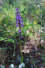 Anacamptis morio