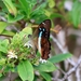Graphium gelon - Photo (c) Amaury Durbano, some rights reserved (CC BY-NC), uploaded by Amaury Durbano