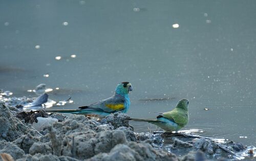 Golden-shouldered Parrot (Psephotellus chrysopterygius), photo 4