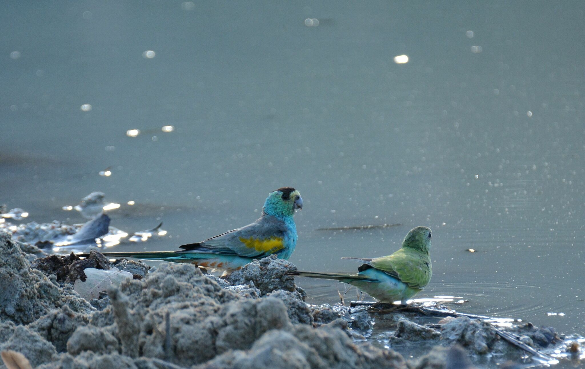 Golden-shouldered Parrot (Psephotellus chrysopterygius), photo 4
