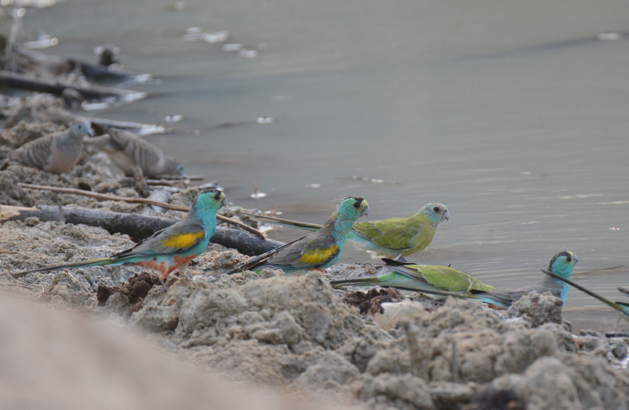 Golden-shouldered Parrot (Psephotellus chrysopterygius), photo 5