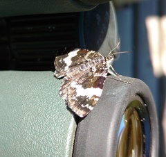 Rheumaptera hastata