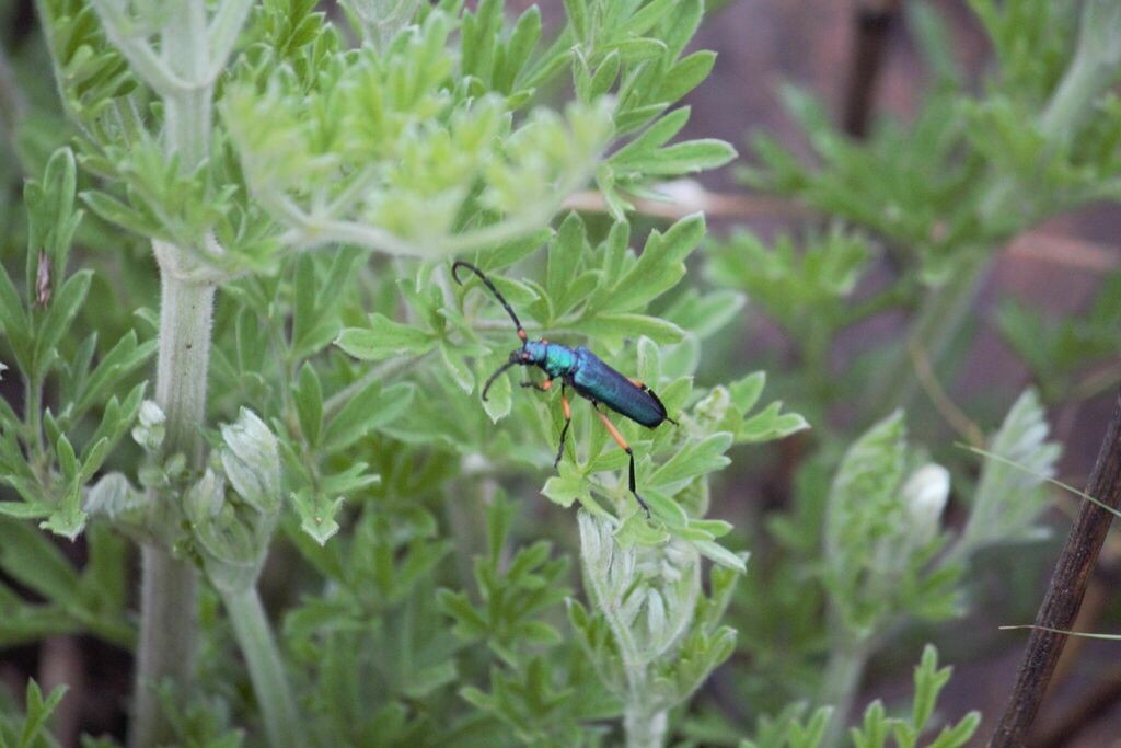Psilomastix friesii