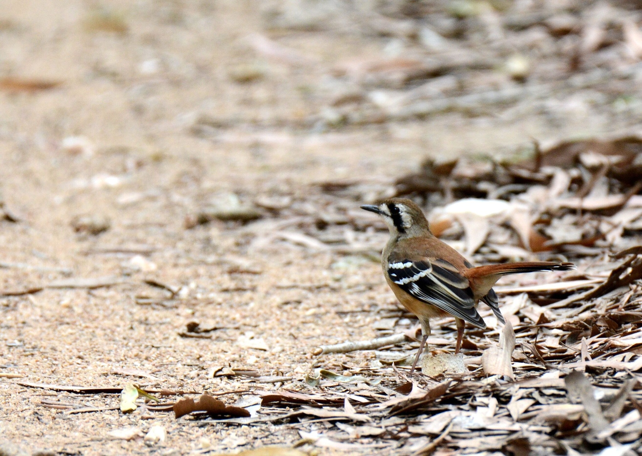 Northern Scrub Robin (Drymodes superciliaris), photo 3