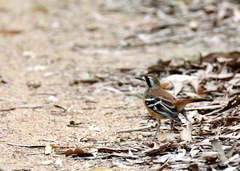 Northern Scrub-Robin photo 2