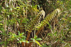 Polystichum polyblepharum
