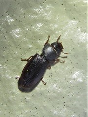 Tenebroides laticollis