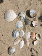 Cerastoderma glaucum