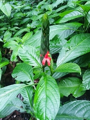 Pachystachys coccinea