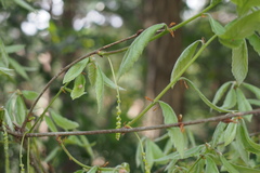Quercus serrata