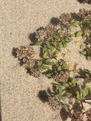 Polycarpon alsinifolium
