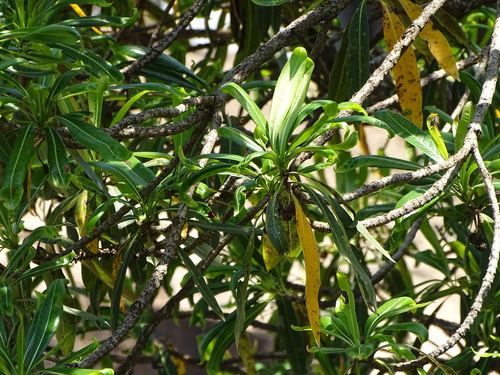 Image of Matumi (Breonadia salicina) by (c) Shaun Swanepoel, some rights reserved (CC BY)