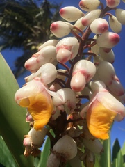 Alpinia nutans