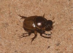 Digitonthophagus