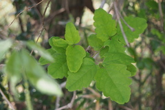 Akebia trifoliata